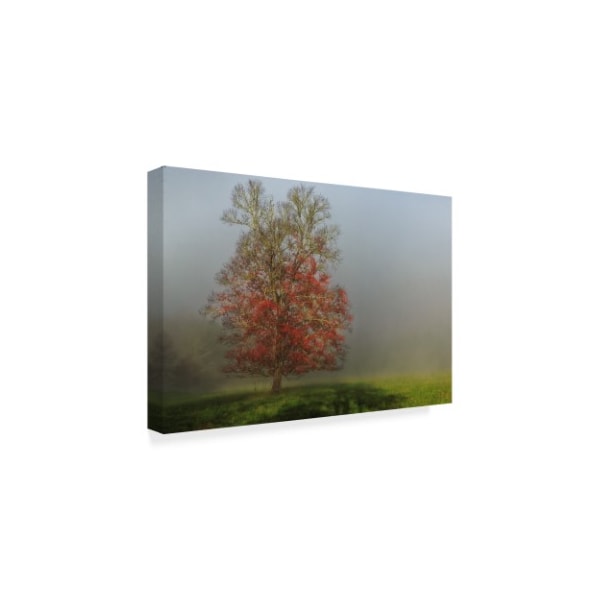 Galloimages Online 'Cades Cove Tree' Canvas Art,16x24